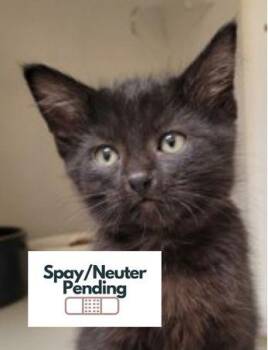 Tali -  Domestic Short Hair Cat for Adoption in Kalispell, Montana - Tali | PetCurious