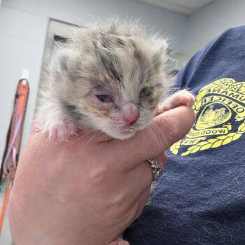 Wanda -  Domestic Short Hair Cat for Adoption in Parkersburg, West Virginia - Wanda | PetCurious