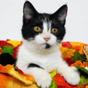 Oreo -  Domestic Short Hair Cat for Adoption in Canton, Illinois - Oreo | PetCurious