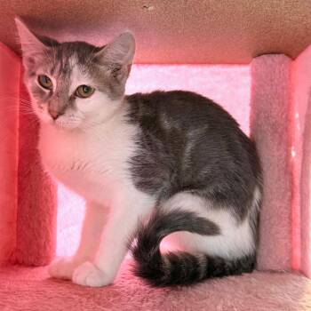 Monopoly -  Domestic Short Hair Cat for Adoption in Woodstock, Virginia - Monopoly | PetCurious
