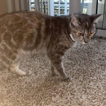Domestic Short Hair Cats Available for Adoption in Graham, Washington - BREEZE (bonded W/Tiger Eye) | PetCurious
