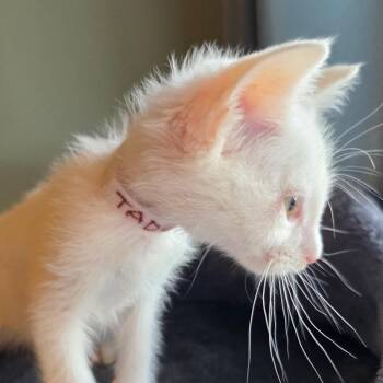 Tadej -  Domestic Short Hair Cat for Adoption in Normal, Illinois - Tadej | PetCurious