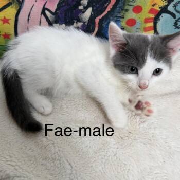 Fae -  Domestic Short Hair Cat for Adoption in Floresville, Texas - Fae | PetCurious