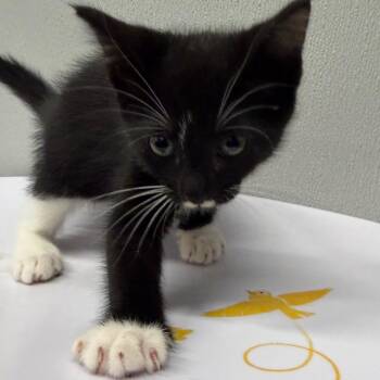 Corbin -  Domestic Short Hair Cat for Adoption in Tampa, Florida - Corbin | PetCurious