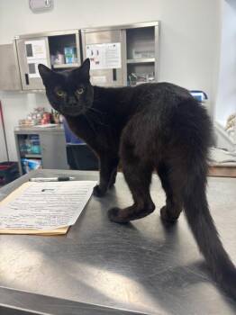 Gus -  Domestic Short Hair Cat for Adoption in Cambridge, Maryland - Gus | PetCurious