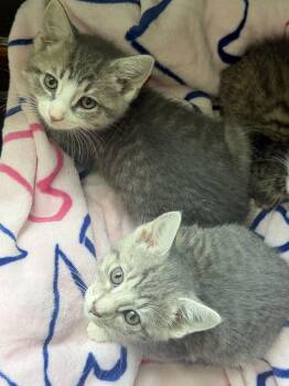 Toulouse & Marie -  Domestic Short Hair Cat for Adoption in Frederick, Maryland - Toulouse & Marie | PetCurious