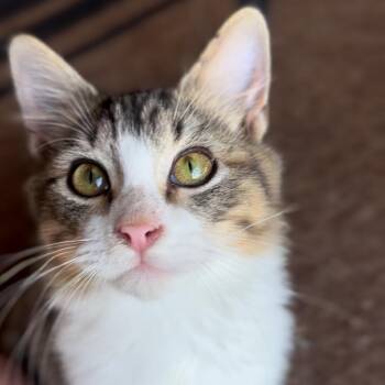 Aragon -  Domestic Short Hair Cat for Adoption in Huntsville, Alabama - Aragon | PetCurious