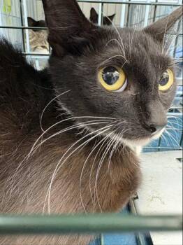 Claudia -  Domestic Short Hair Cat for Adoption in Gainesville, Florida - Claudia | PetCurious