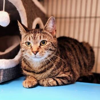 Bella -  Domestic Short Hair Cat for Adoption in Toms Brook, Virginia - Bella | PetCurious