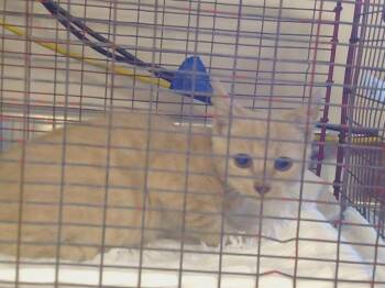 Rescue Domestic Short Hair Cats for Adoption in Sacramento, California - ABLE | PetCurious