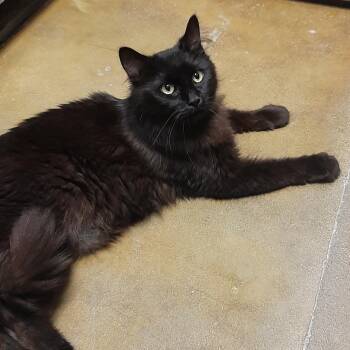 Charm -  Domestic Long Hair Cat Available for Adoption in Swansea, Illinois - Charm | PetCurious