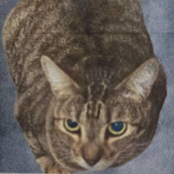 Domestic Short Hair Cats Available for Adoption - Little Bit | PetCurious