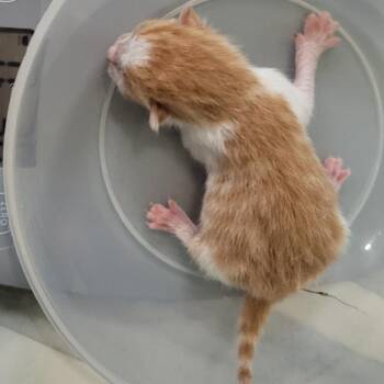 Sunflower -  Domestic Short Hair Cat for Adoption in Coos Bay, Oregon - Sunflower | PetCurious