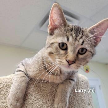 Larry -  Domestic Short Hair Cat for Adoption in Mazon, Illinois - Larry | PetCurious