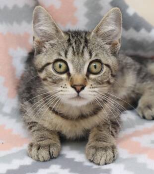 Smidge -  Domestic Short Hair Cat Available for Adoption in Tierra Verde, Florida - Smidge | PetCurious