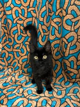 Trinity -  Domestic Medium Hair Cat for Adoption in Newberg, Oregon - Trinity | PetCurious