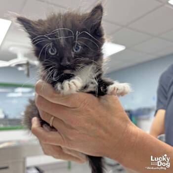 Domestic Long Hair and Tuxedo Cats Available for Adoption in Washington, District Of Columbia - Boyy | PetCurious