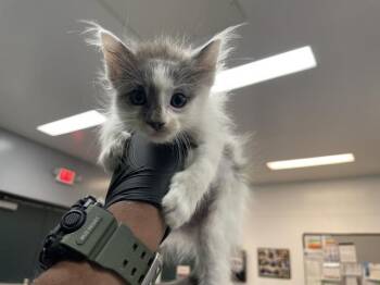A1934699 -  Domestic Short Hair Cat for Adoption in Thousand Palms, California - A1934699 | PetCurious