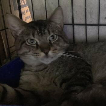 Pancho -  Domestic Short Hair Cat for Adoption in Dickinson, Texas - Pancho | PetCurious