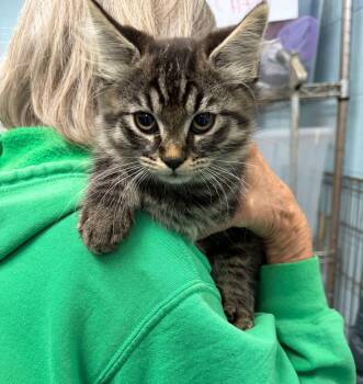 Xerox - At shelter -  Domestic Medium Hair Cat for Adoption in Rustburg, Virginia - Xerox - At Shelter | PetCurious