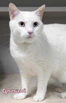 Gourami -  Domestic Short Hair Cat for Adoption in Mason, Michigan - Gourami | PetCurious