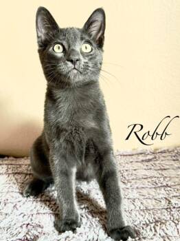 Rescue Domestic Short Hair Cats for Adoption in Mansfield, Texas - Robb | PetCurious