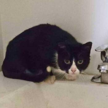 Domestic Short Hair Cats Available for Adoption - Annabelle | PetCurious