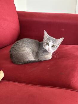 Pink -  Tabby Cat for Adoption in Richmond, Virginia - Pink | PetCurious