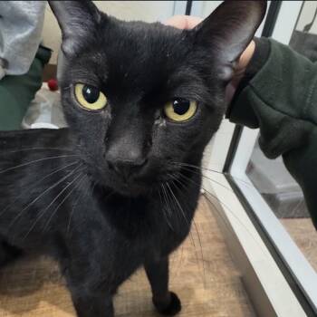 Domestic Short Hair Cats Available for Adoption in Incline Village, Nevada - Squid | PetCurious