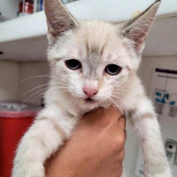 CRYSTAL -  Domestic Short Hair Cat for Adoption in Belfair, Washington - CRYSTAL | PetCurious