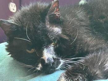 Rescue Domestic Long Hair Cats for Adoption in Chicopee, Massachusetts - Dunkin | PetCurious