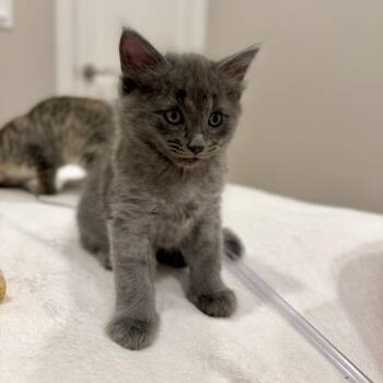 Fluffy Tater -  Domestic Long Hair Cat for Adoption in Chicago, Illinois - Fluffy Tater | PetCurious