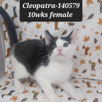 Domestic Short Hair Cats Available for Adoption in New Tazewell, Tennessee - Cleopatra | PetCurious