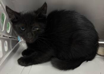 If9c -  Domestic Short Hair Cat for Adoption in Lawrenceville, Georgia - If9c | PetCurious
