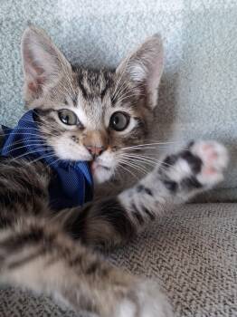 Bowser -  Domestic Short Hair and Bengal Cat for Adoption in Yorba Linda, California - Bowser | PetCurious