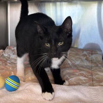 Manny -  Domestic Short Hair Cat for Adoption in Asheville, North Carolina - Manny | PetCurious