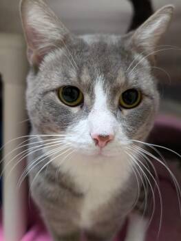 Domestic Short Hair Cats Available for Adoption in Fall River, Massachusetts - Paolo | PetCurious