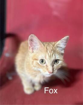 Fox -  Domestic Long Hair and Tabby Cat for Adoption in Plumerville, Arkansas - Fox | PetCurious