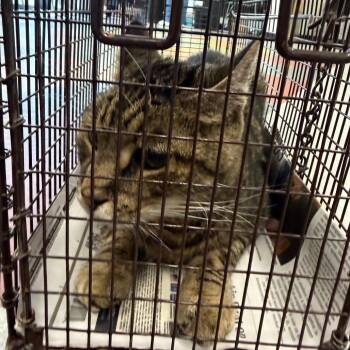 Toffee -  Domestic Short Hair Cat for Adoption in Philadelphia, Pennsylvania - Toffee | PetCurious