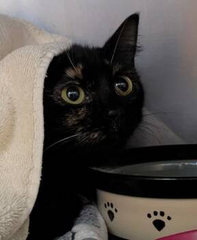 Linen -  Domestic Short Hair Cat for Adoption in Bellingham, Washington - Linen | PetCurious