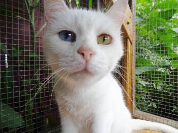 BAKLAVA -  Domestic Short Hair Cat for Adoption in Delhi, New York - BAKLAVA | PetCurious