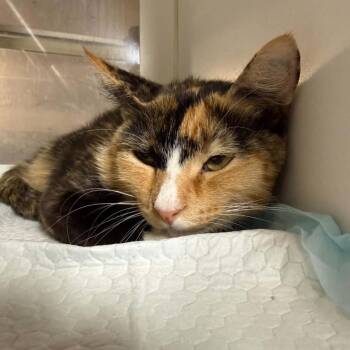 Gretchen -  Domestic Short Hair Cat for Adoption in Bentonville, Arkansas - Gretchen | PetCurious