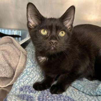 Domestic Short Hair Cats Available for Adoption - Roblox | PetCurious