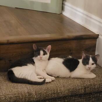French Toast -  Domestic Short Hair Cat for Adoption in Layton, Utah - French Toast | PetCurious