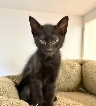 Gobi (bonded with Kodiak) -  Domestic Short Hair Cat Available for Adoption in Oakland, California - Gobi (bonded With Kodiak) | PetCurious