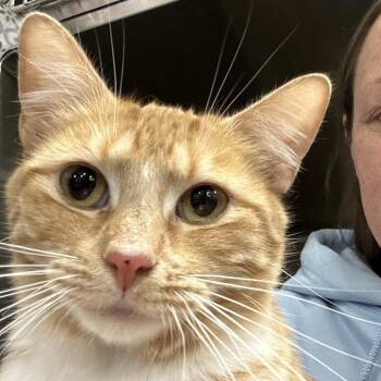 Domestic Short Hair Cats Available for Adoption in Cumming, Georgia - Ellison | PetCurious