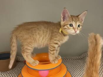 Domestic Short Hair Cats Available for Adoption in Salinas, California - CHESTER | PetCurious
