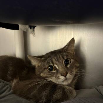 Ray -  Domestic Short Hair Cat for Adoption in West Palm Beach, Florida - Ray | PetCurious