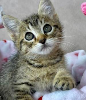 Minnow -  Domestic Short Hair Cat Available for Adoption in Salinas, California - Minnow | PetCurious