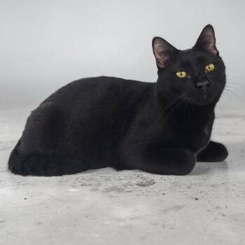 Mo -  Domestic Short Hair Cat for Adoption in Santa Fe, Texas - Mo | PetCurious